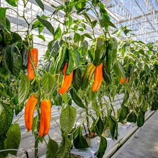 Перец Палермо Обедиус F1