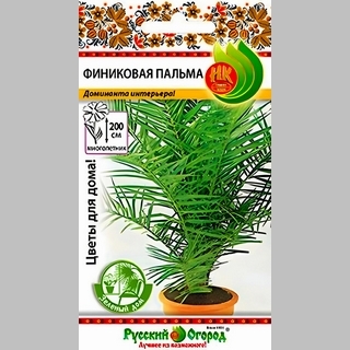 Финиковая пальма