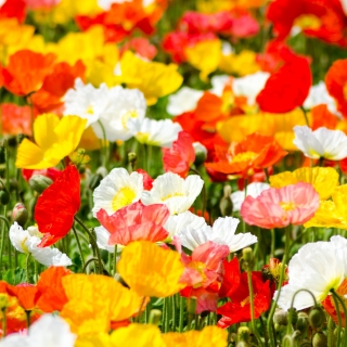 Папавер Монпансье