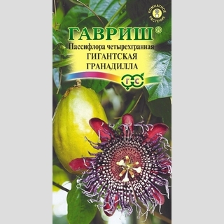 Пассифлора Гигантская гранадилла (четырехгранная)