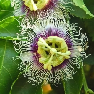 Пассифлора Гэлакси