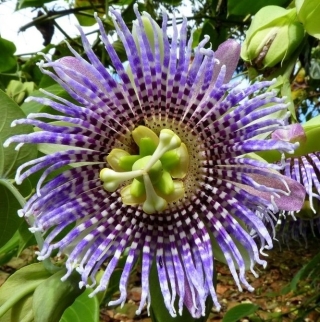 Пассифлора Сладкая гранадилла (язычковая)
