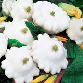 Патиссон НЛО белый