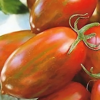 Томат Павлинье перо