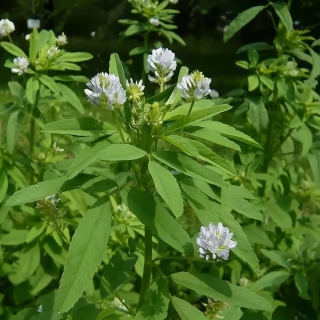 Пажитник Гурман