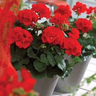 Пеларгония Лендскейпер Ред F1