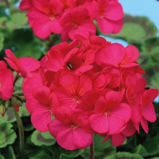 Пеларгония Рафаэлла F1 розовая