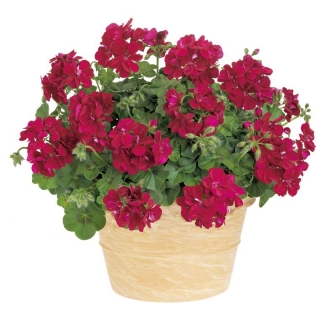 Пеларгония Шарлотта (ампельная)