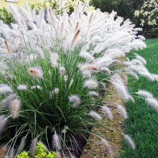 Пиннисетум Пушистик мохнатый