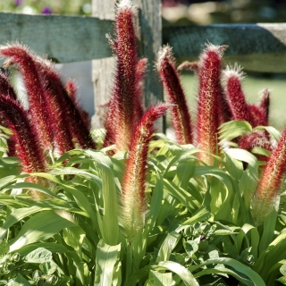 Пеннисетум Джади Принцесс F1 (сизый)