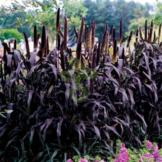 Пеннисетум сизый Парпл Маджести F1