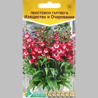 Пенстемон Изящество и очарование гартвега
