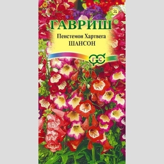 Пенстемон Шансон Хартвига