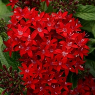 Пентас Лаки Стар F1 Дарк Ред