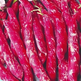 Фасоль Пеппи Длинный Чулок спаржевая