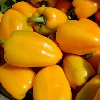 Перец Алтынай