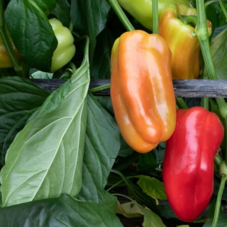 Перец Арриан F1 (большой пакет)