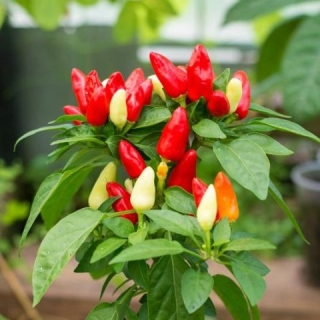 Перец Балконный повелитель F1