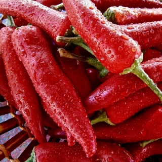 Перец Бобровая Плотина (Beaver Dam) (большой пакет)