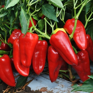 Перец Богатырь