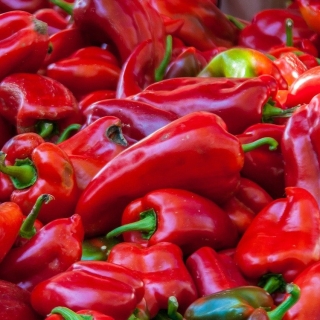 Перец Боярин