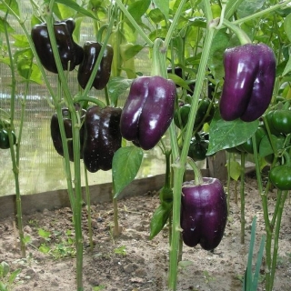 Перец Будь здоров