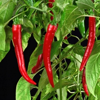 Перец Чудо Подмосковья