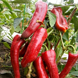 Перец Дольче де Испания