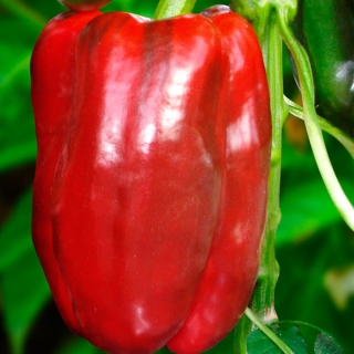 Перец Гигант России красный (большой пакет)