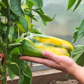 Перец Гороспел F1