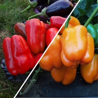 Дуэт Перец Испанский бык + Оранжевый бык