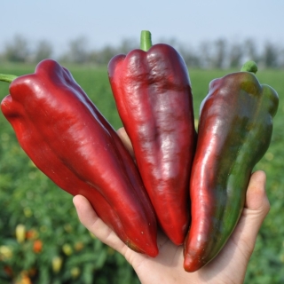 Перец Каптур F1