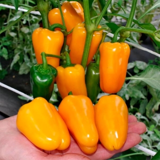 Перец Кеша F1