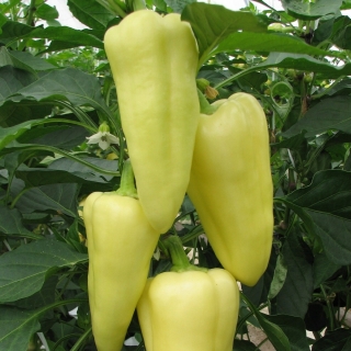 Перец Квинта F1 Светлая