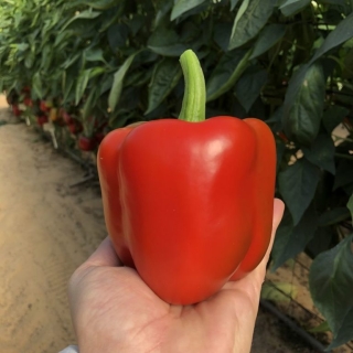 Перец Латинос F1