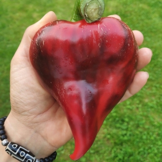 Перец Леся Тёмно-Красная (большой пакет)