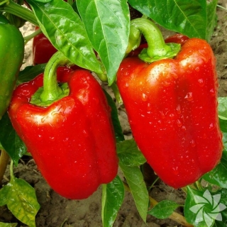 Перец Маршал F1