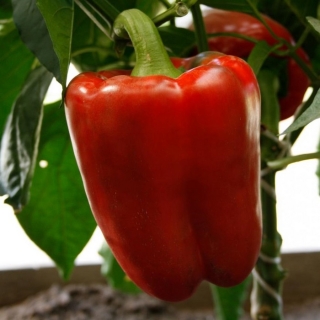 Перец Маршал Жуков F1