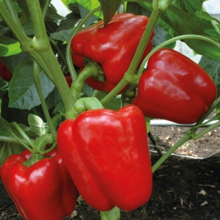 Перец Мегатон Красный F1 (большой пакет)