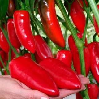 Перец Никки F1