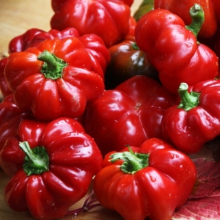 Перец Новогогошары