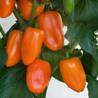 Перец Пламя оранжевый (большой пакет)