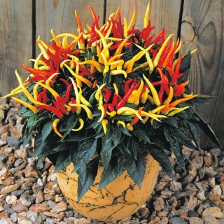 Перец Медуза (декоративный)