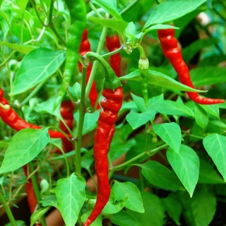 Перец пикантный Итальянский Long Cayenne