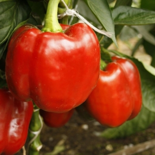 Перец Пончик F1