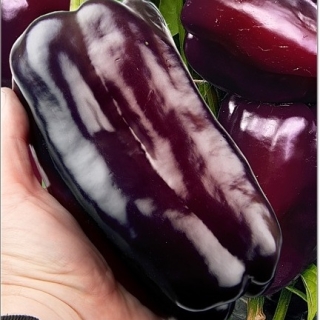 Перец Сантьяго F1