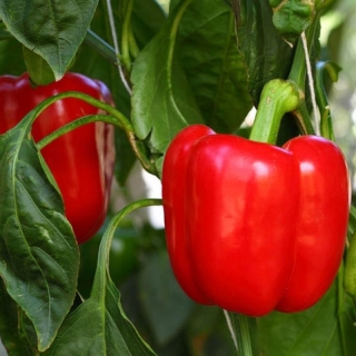 Перец Шарпей