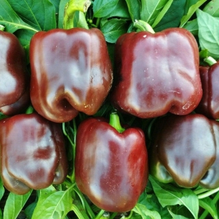 Перец Бочка шоколада F1