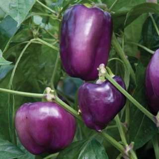 Перец Синильга