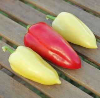 Перец сладкий Испанский Nestor
